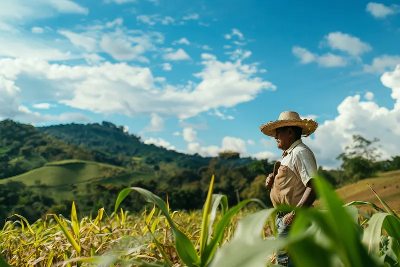 corte con machete, un arte de precisión en la agricultura