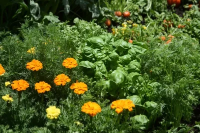 15 Flores Hierbas y Verduras que nunca mas Tendras que Plantar ¡Se Autosiembran