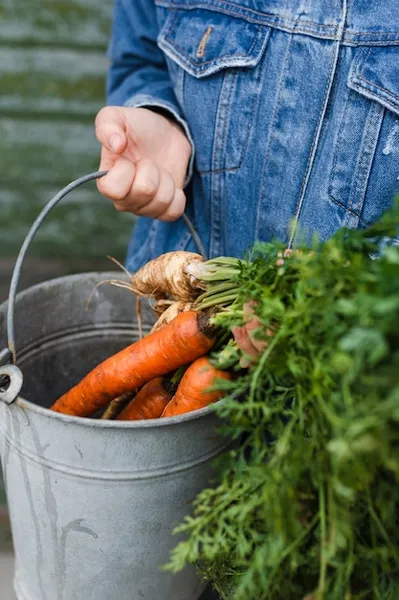 8 consejos para cultivar zanahorias en macetas y contenedores, fácil en casa