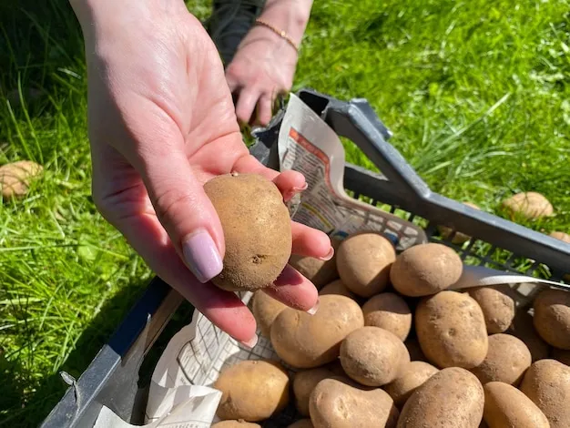 9 formas diferentes de cultivar patatas que te sorprenderán