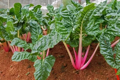 Acelga Roja. Propiedades Y Cultivo En El Huerto