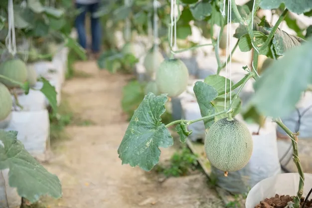 berenjena blanca, conoce sus propiedades, cómo cultivarla y el mejor momento para la cosecha