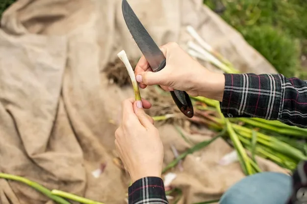 ciclo completo del cultivo del ajo paso a paso en video, detalles clave para una buena cosecha