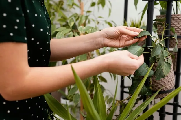 cómo cultivar aloe vera en tu huerta para tus remedios naturales