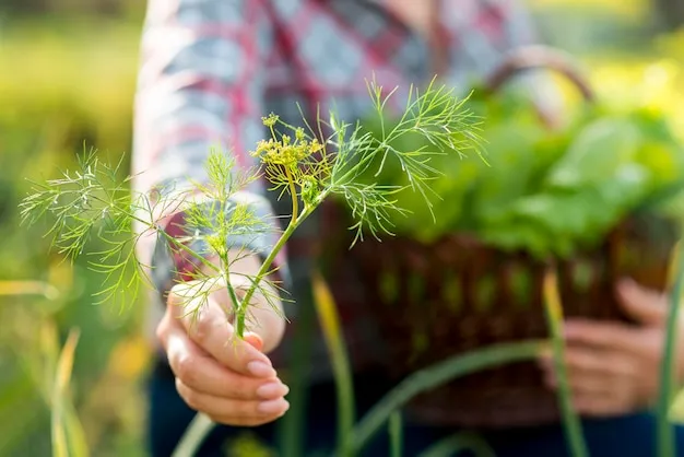 cómo cultivar hinojo en el huerto y aprovechar tu espacio al máximo