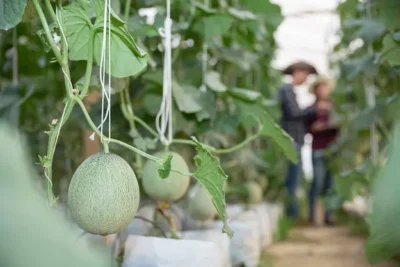 Como Cultivar Melon En El Huerto La Guia Completa