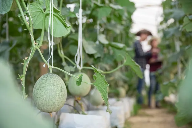 Como Cultivar Melon En El Huerto La Guia Completa