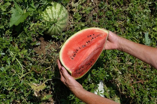 cómo cultivar sandías en el huerto para aprovechar al máximo tu espacio