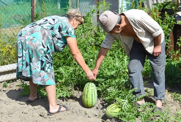 cómo cultivar sandías en el huerto para aprovechar al máximo tu espacio