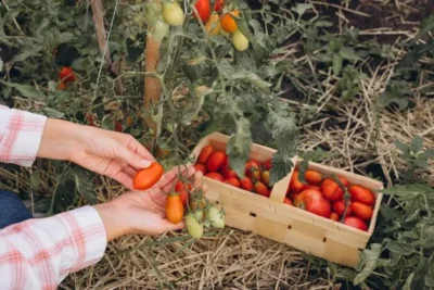 Como Cultivar Tomate La guia completa