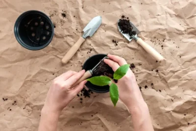 Como Enraizar Esquejes De Plantas Facilmente Utilizando Arena Como Sustrato