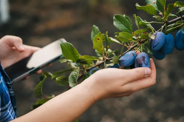 cómo plantar arándanos en el huerto y obtener buenos resultados