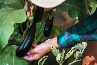 Como Plantar Berenjenas En El Huerto