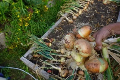 Como Plantar Cebollas En El Bancal De Abono Verde