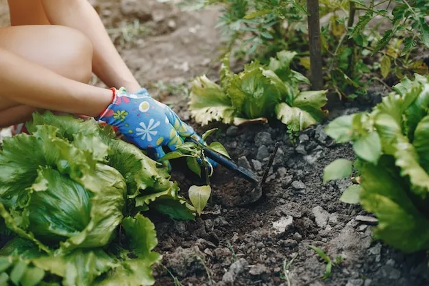 Como Plantar Coles De Bruselas En El Huerto