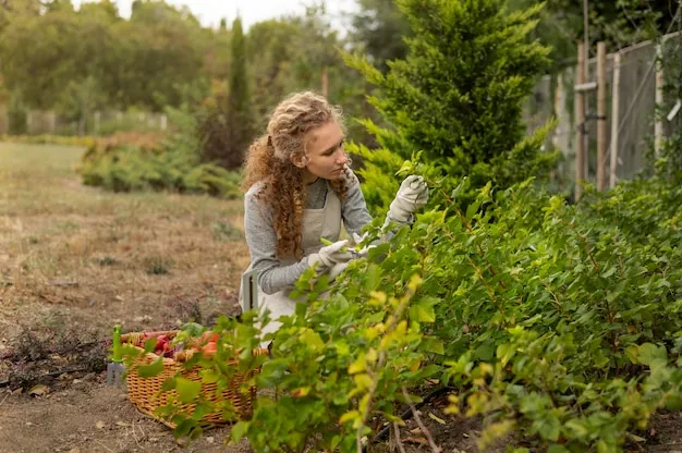 cómo plantar frambuesas en el huerto, descubre los mejores tips