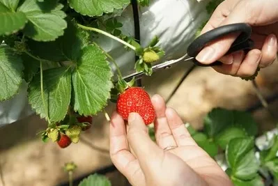 Como Plantar Fresas En Casa Paso A Paso