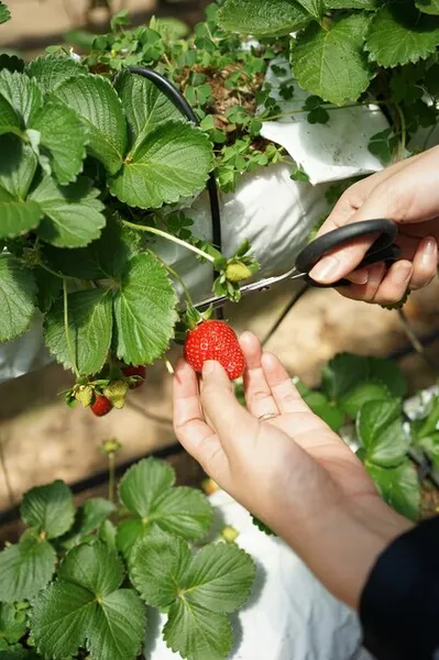 Como Plantar Fresas En Casa Paso A Paso