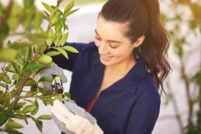 Como Plantar Laurel En El Huerto