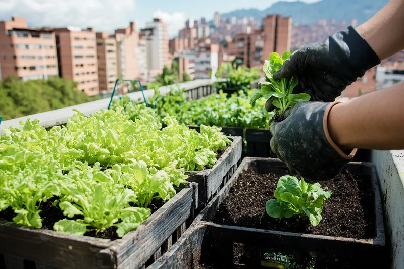 cómo plantar lechuga en el huerto urbano, aprovecha cada espacio