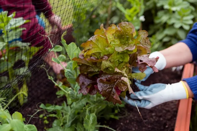 cómo plantar lechugas en el huerto, aprende fácilmente