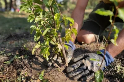 Como Plantar Tamarillo O Tomate De Arbol