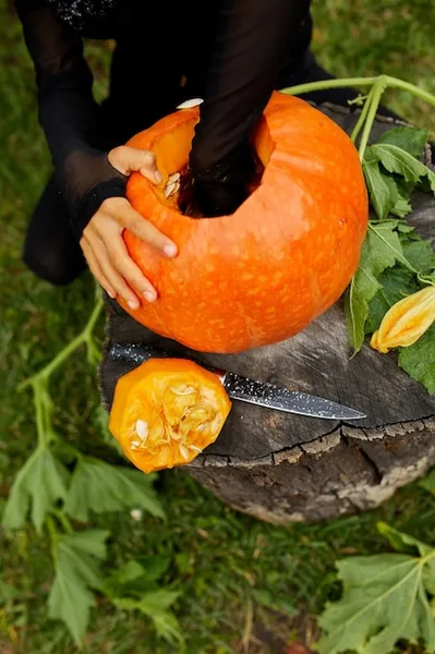 cómo sembrar calabazas violina, peregrina y luffa para un huerto exitoso