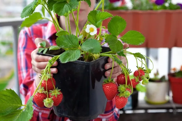 cómo sembrar fresas o frutillas en casa fácilmente