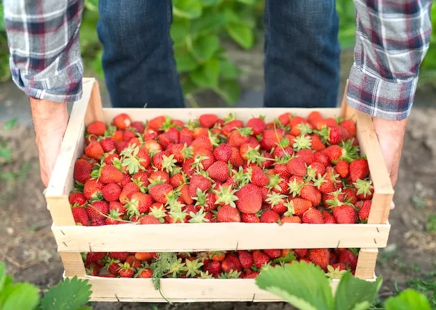 cómo sembrar fresas o frutillas en casa fácilmente