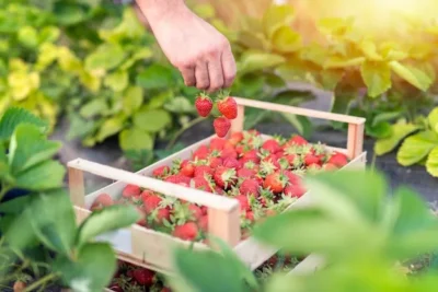 Como Sembrar Fresas o Frutillas En Casa