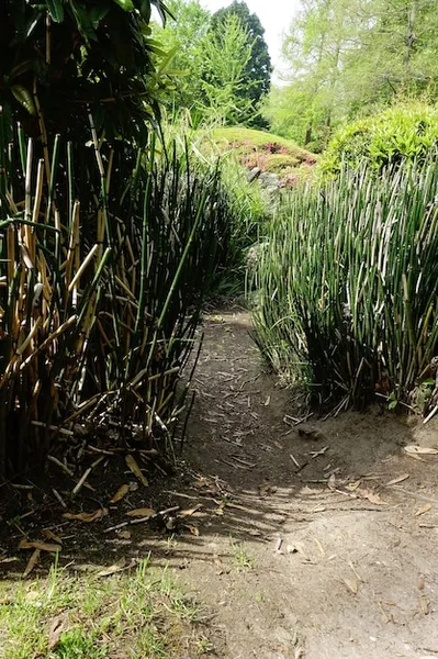 cómo sembrar o germinar caña de azúcar de manera efectiva