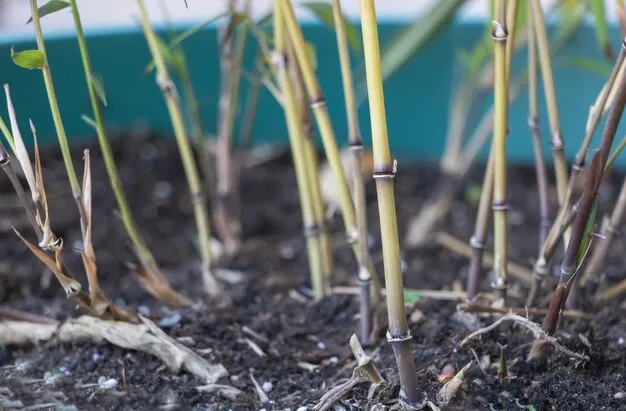 Como Sembrar O Germinar Cana De Azucar