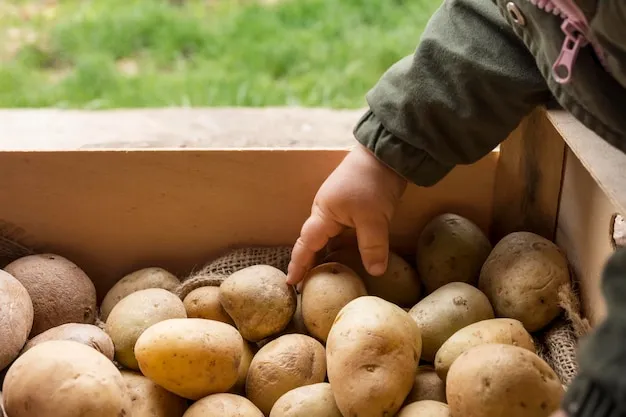 cómo sembrar patatas o papas en el huerto fácilmente