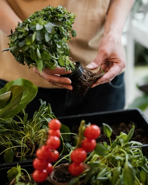 cómo sembrar tomates, pimiento y berenjenas en tu huerta colombiana