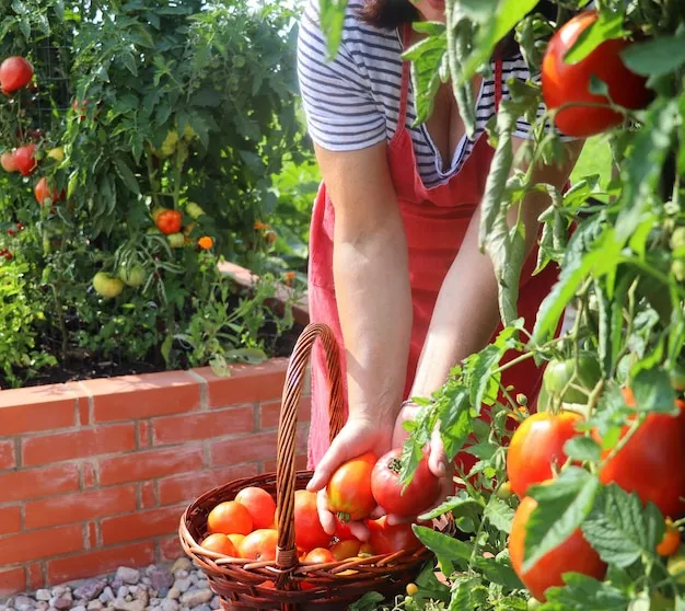 Como Sembrar Tomates Pimiento Y Berenjenas