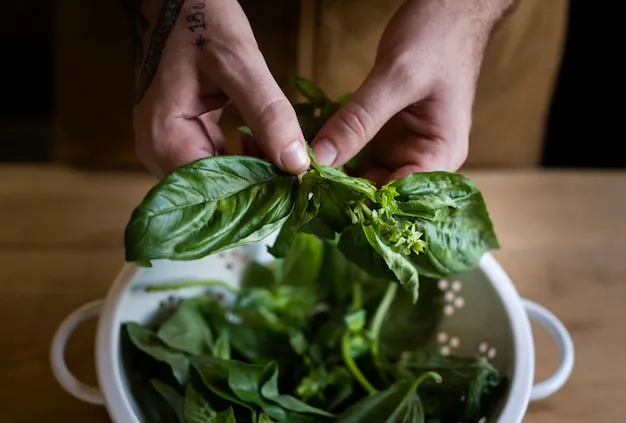 cómo sembrar y germinar la albahaca en casa para un sabor fresco en tus comidas