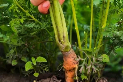 Como Sembrar Zanahorias En El Huerto