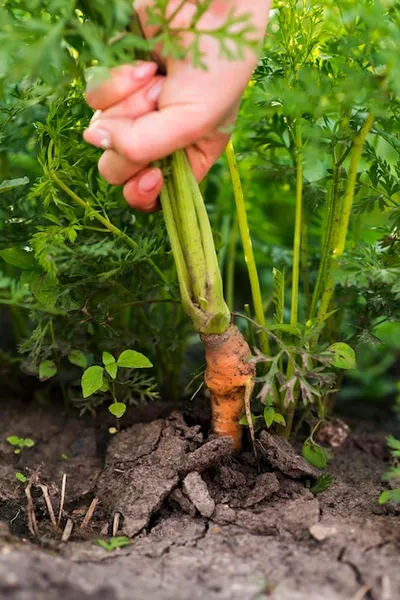 Como Sembrar Zanahorias En El Huerto