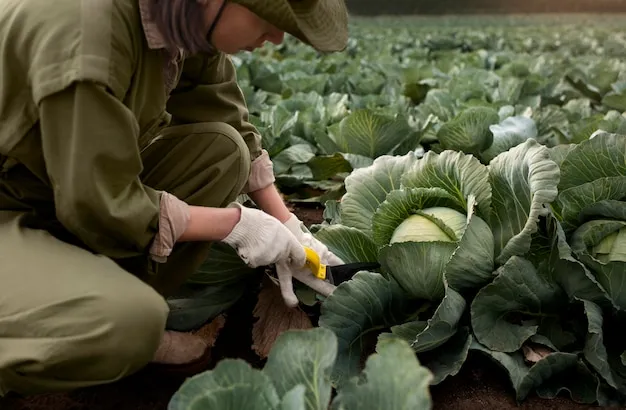 Como Y Cuando Plantar Coliflor En El Huerto