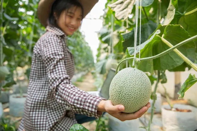 Como Y Cuando Plantar Melon En El Huerto – Consejos Y Trucos Del Cultivo