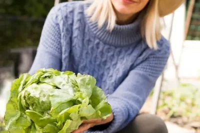 Como Y Cuando Plantar Repollo En El Huerto