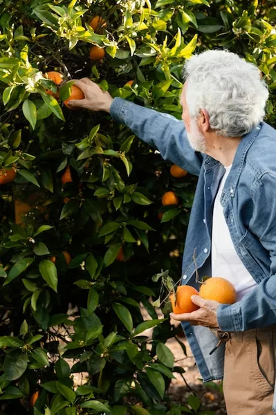 cómo y cuándo plantar un naranjo en el huerto, consejos prácticos