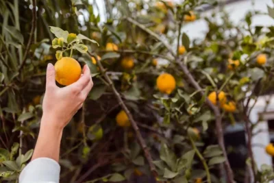 Como Y Cuando Plantar Un Naranjo En El Huerto