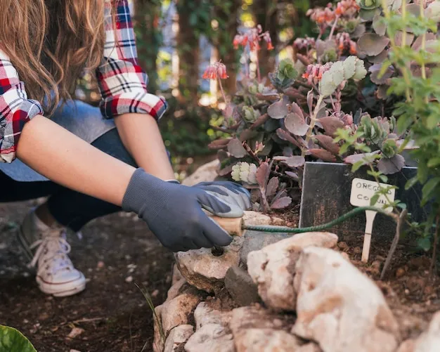 cómo y cuándo plantar yacón en el huerto: consejos prácticos