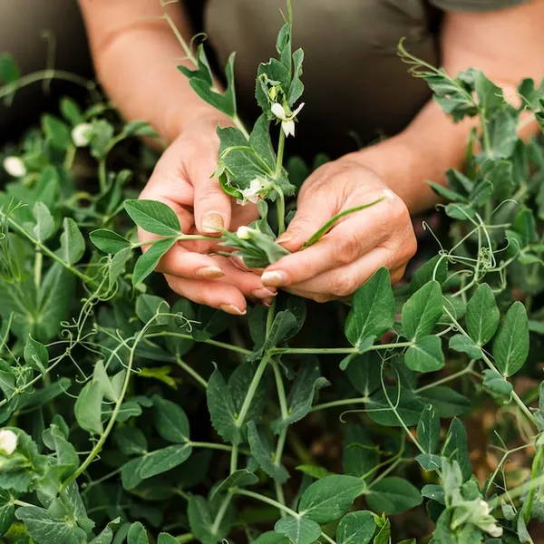 cómo y por qué plantar orégano en el huerto para tener siempre a mano esta aromática hierba