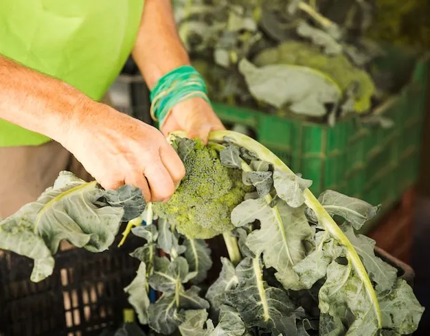 cómo y cuándo plantar alcachofa en el huerto y en maceta, todo lo que debes saber