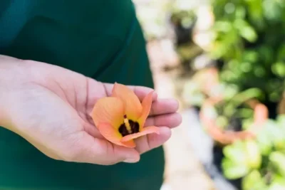 Como y cuando sembrar physalis o uchuva en el huerto