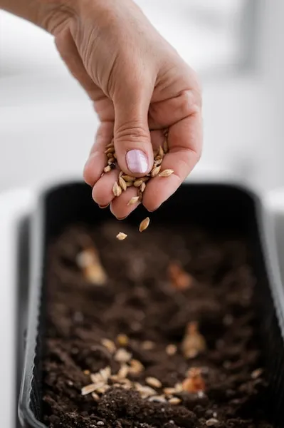 cuánto tarda en germinar una semilla y qué necesita para un crecimiento saludable