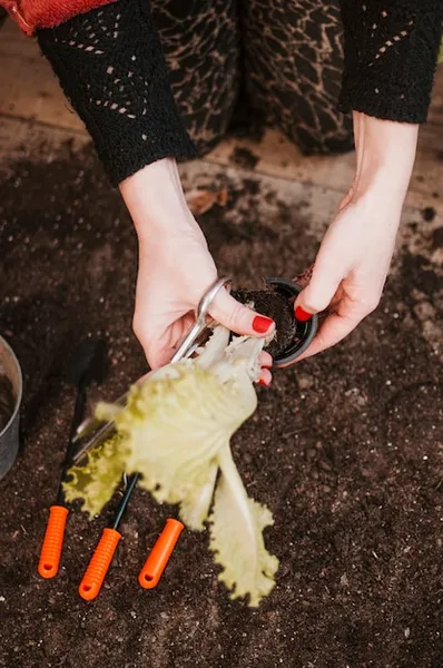 cultivar y plantar zanahorias, aprende desde la siembra hasta la cosecha