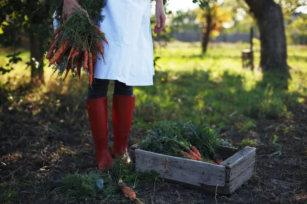 cultivar y plantar zanahorias, aprende desde la siembra hasta la cosecha